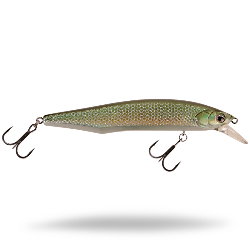 Gizzard Shad